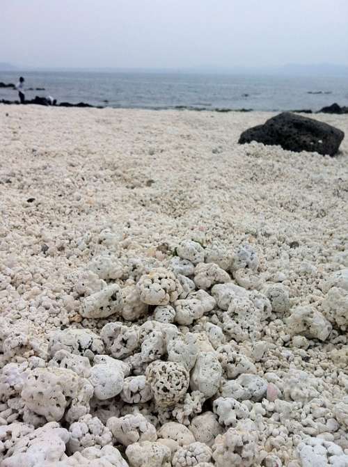 Nature Jeju Island Jeju Coral Beach Sea
