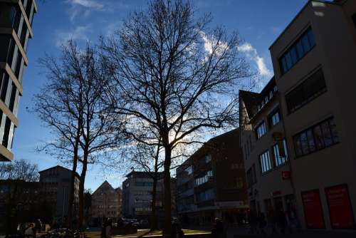 Ulm Tree Stadtmitte