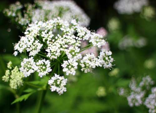 Umbelliferae Blossom Bloom White Meadow Herbs