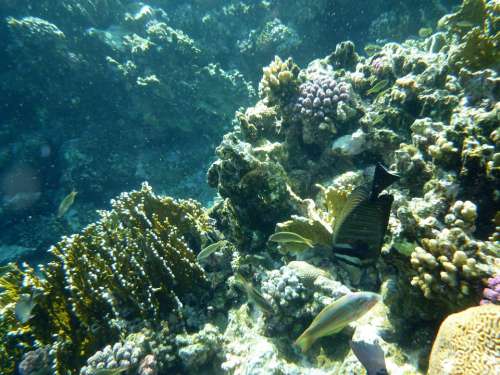 Underwater Sea Fish Coral Sea Animal Water Divers