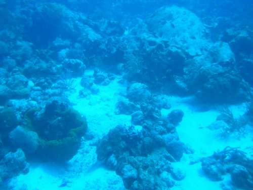 Underwater Sea Ocean Water Scuba Diving Coral