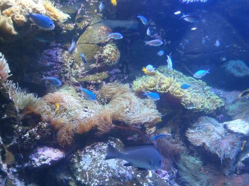 Underwater World Exotic Fish Underwater Life Diving
