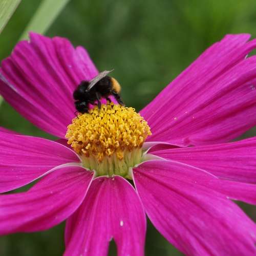 Universe Cosmos Flower Bee In Bloom Bumble-Bee