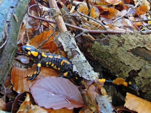 Upper Bavaria Nature Forest Animal Amphibian Newt