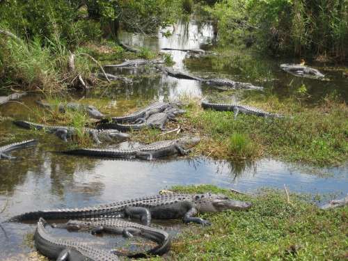 Usa Miami Everglades Crocodile Swamp Florida
