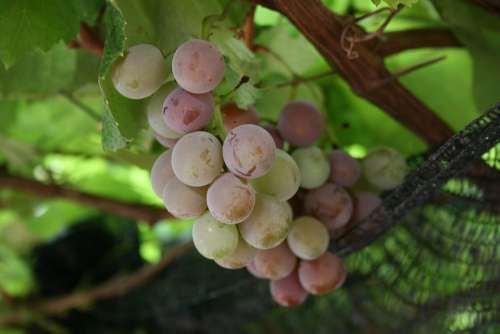 Uva Grape Grapes Wine Vine
