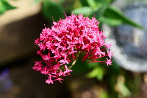 Valerian Heliotrope Red Wild Perennial Flower