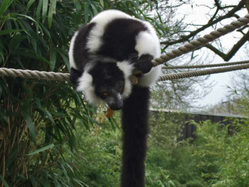 Vari Lemur Prosimian Zoo Nature Black And White