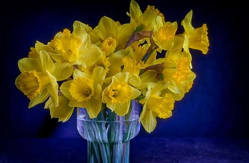 Vase Flowers Bouquet Daffodils Yellow