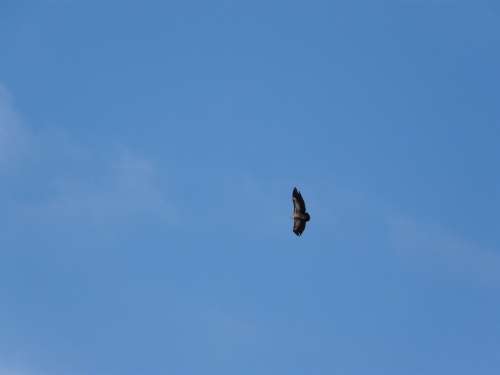 Vautour Moine Vulture Bird Raptor Sky Birds