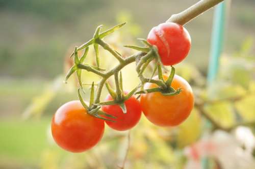 Vegetables Tomato Red