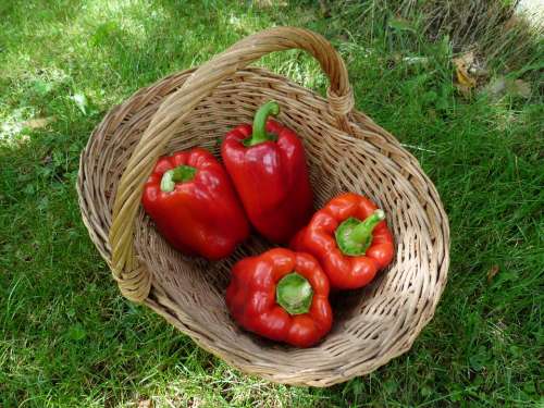 Vegetables Peppers Basket Wicker Red