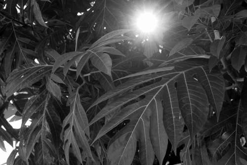 Vegetation Sun Tree Black And White