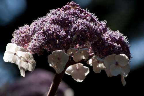 Velvet Hydrangea Hydrangea Aspera Flower Flowers