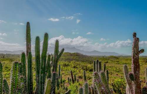 Venezuela Mountains Sky Clouds Landscape Cactus