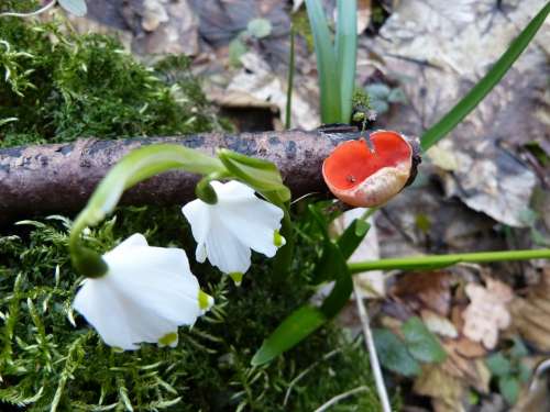 Vermilion Kelchbecherling Snowflake Flower Spring