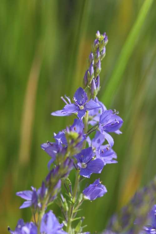 Veronica Teucrium Multicolor Veronica Teucrium