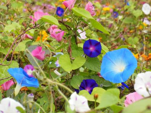 Vetches Flowers Blue Nature Flower Meadow