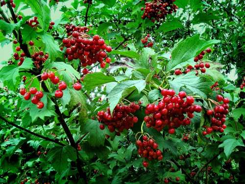 Viburnum Red Ukraine Berry