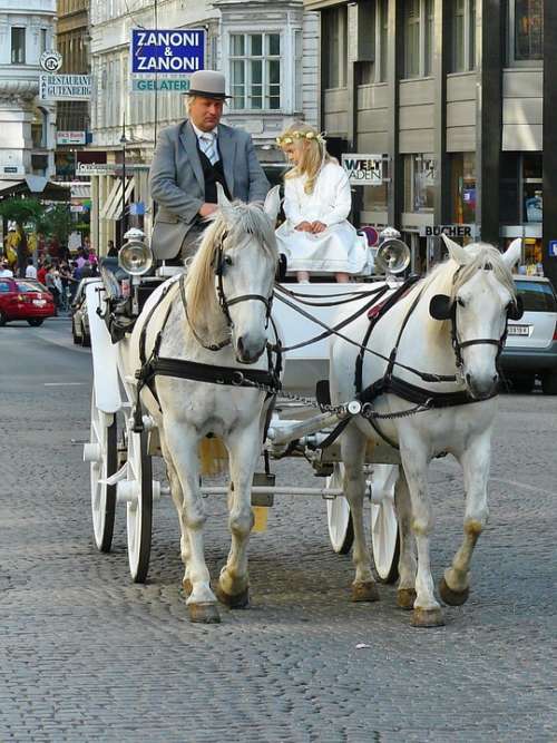 Vienna Coach Carriage Ride Horses Horse
