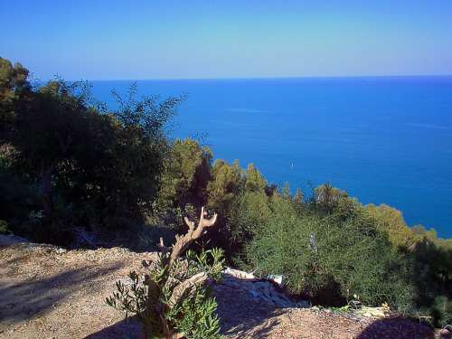 View Sea Mediterranean Sea Shrubs Sidi Bou Said