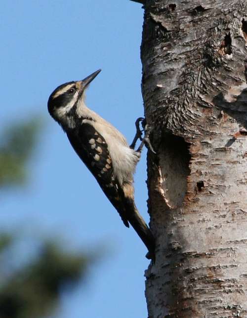 Villosus Picoides Hairy Bird Woodpecker Birds