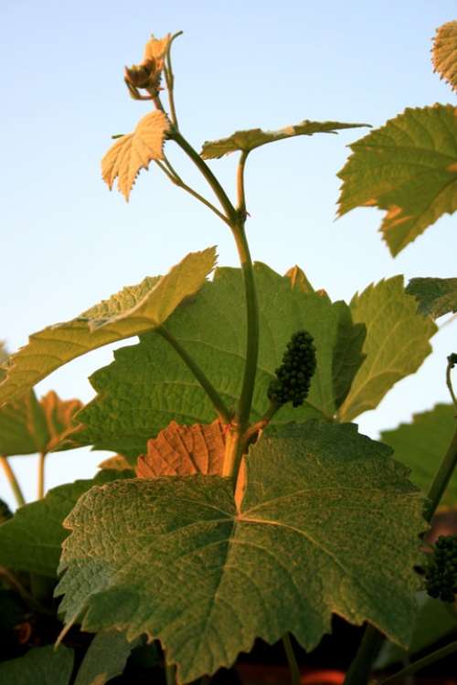Vine Grape Leaves Green-Gold Tendril Sunlight