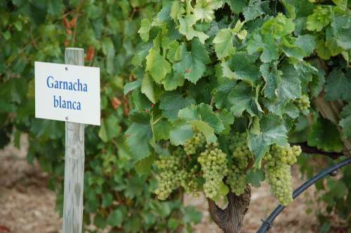 Vine Wine Spain