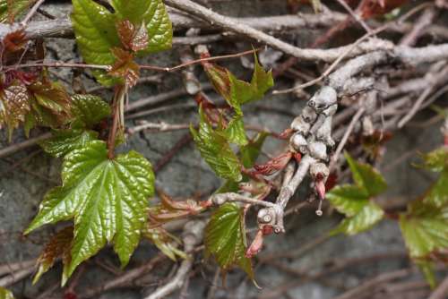 Vine Leaves Climber Plant Branch Twig Nature