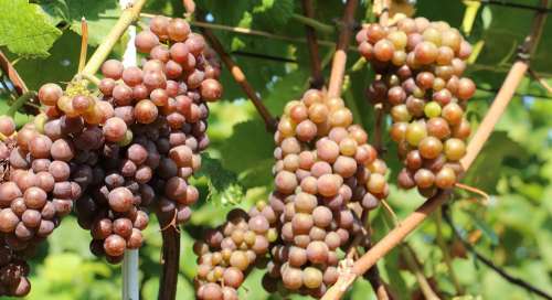 Vine Nature Wine Grapes Vines Autumn Plant