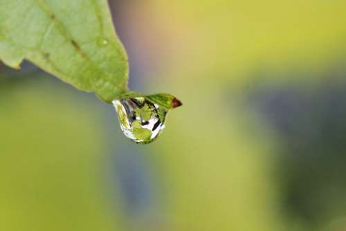 Vine Drip Raindrop Drop Of Water Leaf Rain Wet