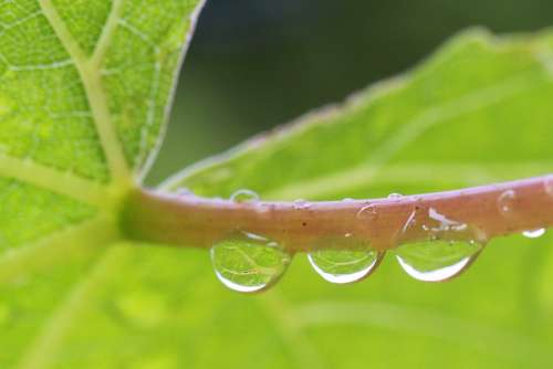 Vine Drip Drops Of Rain Mirroring Magnification