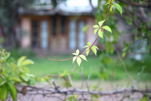 Vine Plant Leaf Green Leaves Garden Outbreak