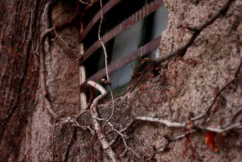 Vine Plant Window Old Adobe Wall Poverty