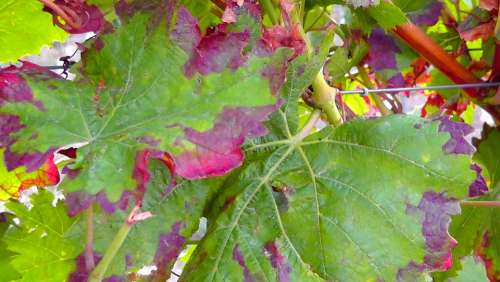 Vine Winegrowing Vines Vineyard Wine Leaf Harvest