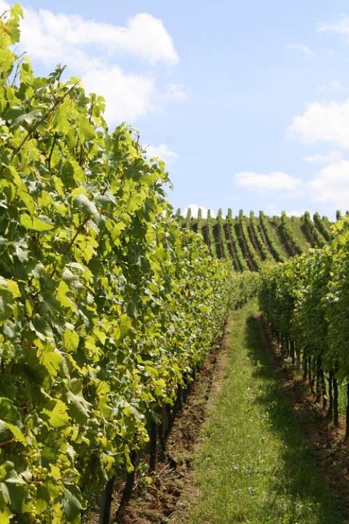 Vine Vineyard Vines Wine Winegrowing Slope