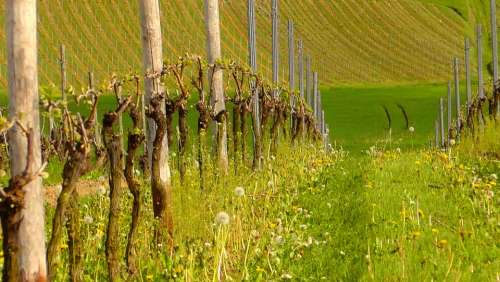 Vines Vineyard Grapevine Winegrowing Rebstock Wine