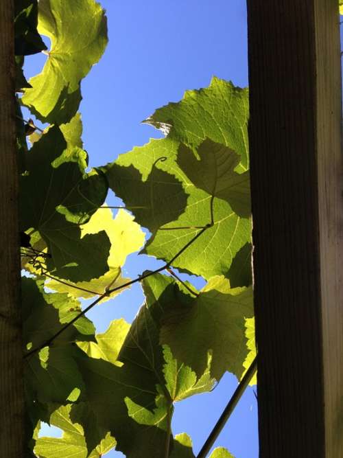 Vines Vineyard Light Wine Growing Grape Leaves