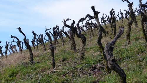 Vines Vineyard Gnarled Vines Stock Winegrowing