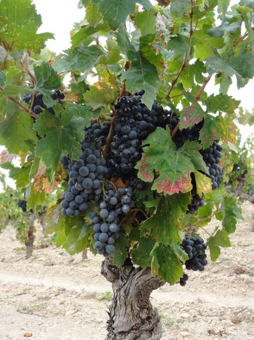 Vines Wine France Wines Harvest Vine Leaves Red