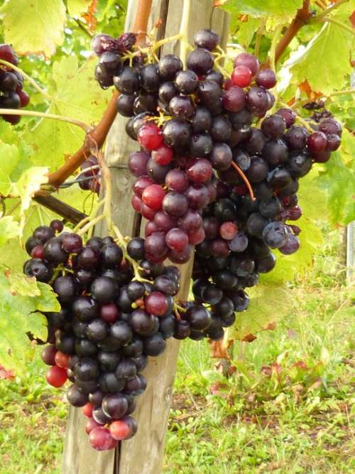 Vines Wine Grapes Vineyard Fruit