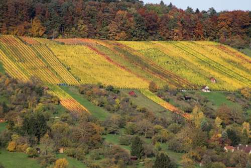 Vineyard Autumn Nature Landscape Bright Plant