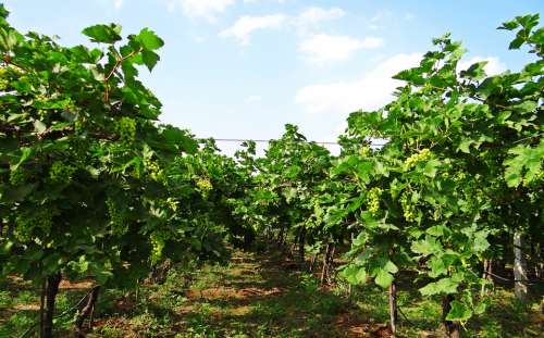Vineyard Grape Vine Agriculture Farming Karnataka
