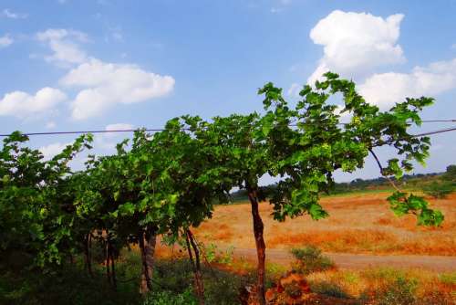 Vineyard Grape Vine Agriculture Farming Karnataka