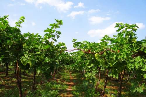 Vineyard Grape Vine Grape Farming Grapes