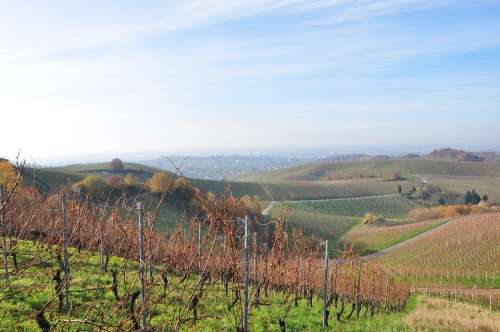 Vineyard Wine Grapes Vines