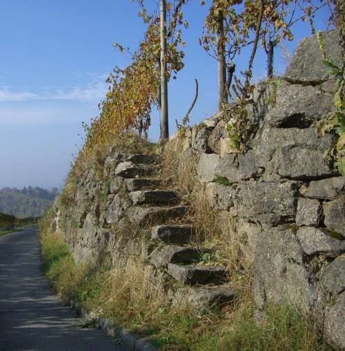 Vineyard Stone Stairway Emergence Rebstock Wine