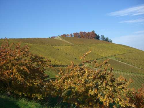 Vineyard Autumn Bottenau Golden October Oberkirch