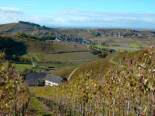 Vineyard Autumn Winegrowing Nature Wine Landscape
