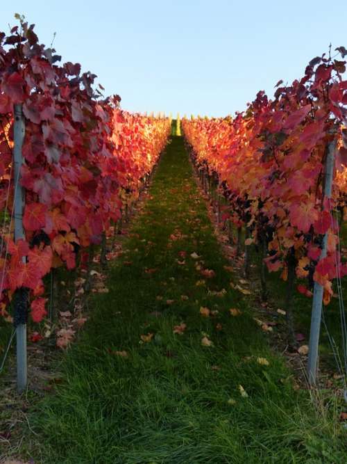 Vineyard Vines Autumn Wine Nature Grapes Rebstock